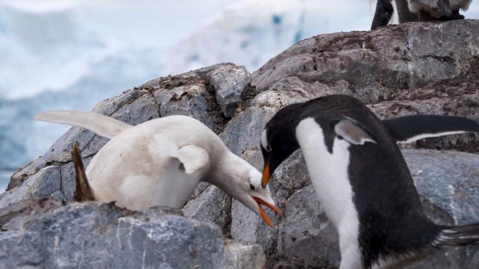 Penguin mother and baby spotted on a trip to Antarctica. - Credit: Courtesy Peter Watson