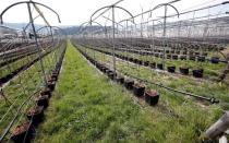 FILE PHOTO: Raspberry plants are seen in a field of Swiss berry producer Schibli Beeren at Naeppbrunnenhof farm near Otelfingen, Switzerland