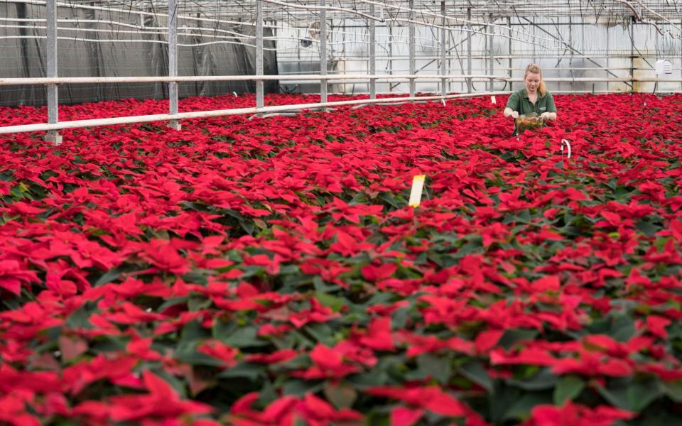 Pinewood Nurseries Christmas Poinsettia production - Andrew Crowley