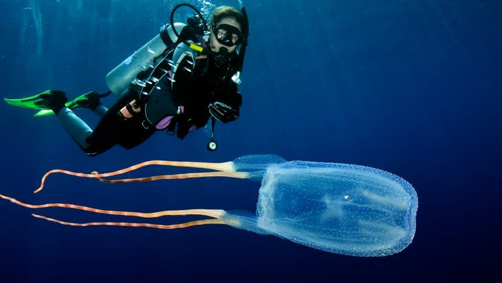 box jellyfish