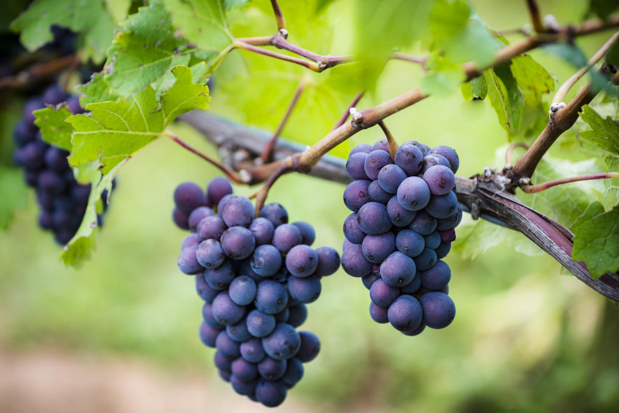 Äußerlich sehen Trauben zwar nicht danach aus, aber botanisch gehören sie zur Familie der Beeren. (Bild: Getty Images)