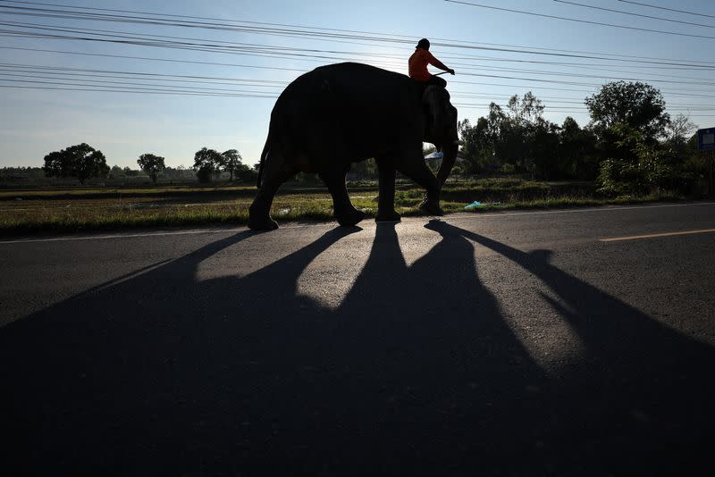 The Wider Image: Streaming to survive: Thailand's out-of-work elephants in crisis