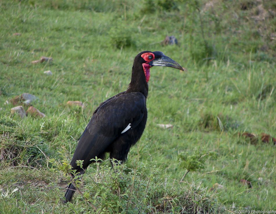 A Ground Hornbill at Maasai Mara, Kenya. Though these birds can fly, they spend most of their time on the ground hunting snakes, insects and small animals.