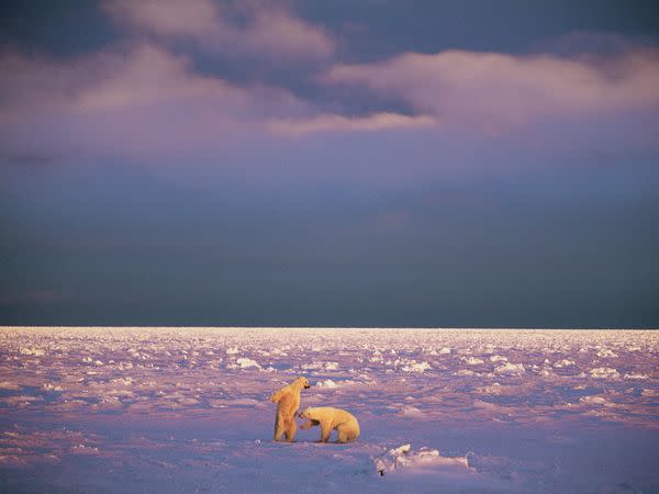 Young male polar bears spar under the low light of winter in Svalbard, a cluster of islands halfway between Norway and the North Pole. Polar bears thrive here—roughly half the estimated 3,000 bears in the Berents Sea population raise their young on the archipelago's isolated islands.