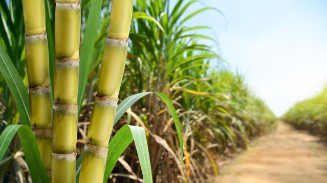 Texas' Last Remaining Sugar Cane Grower Is Shutting Down - Yahoo