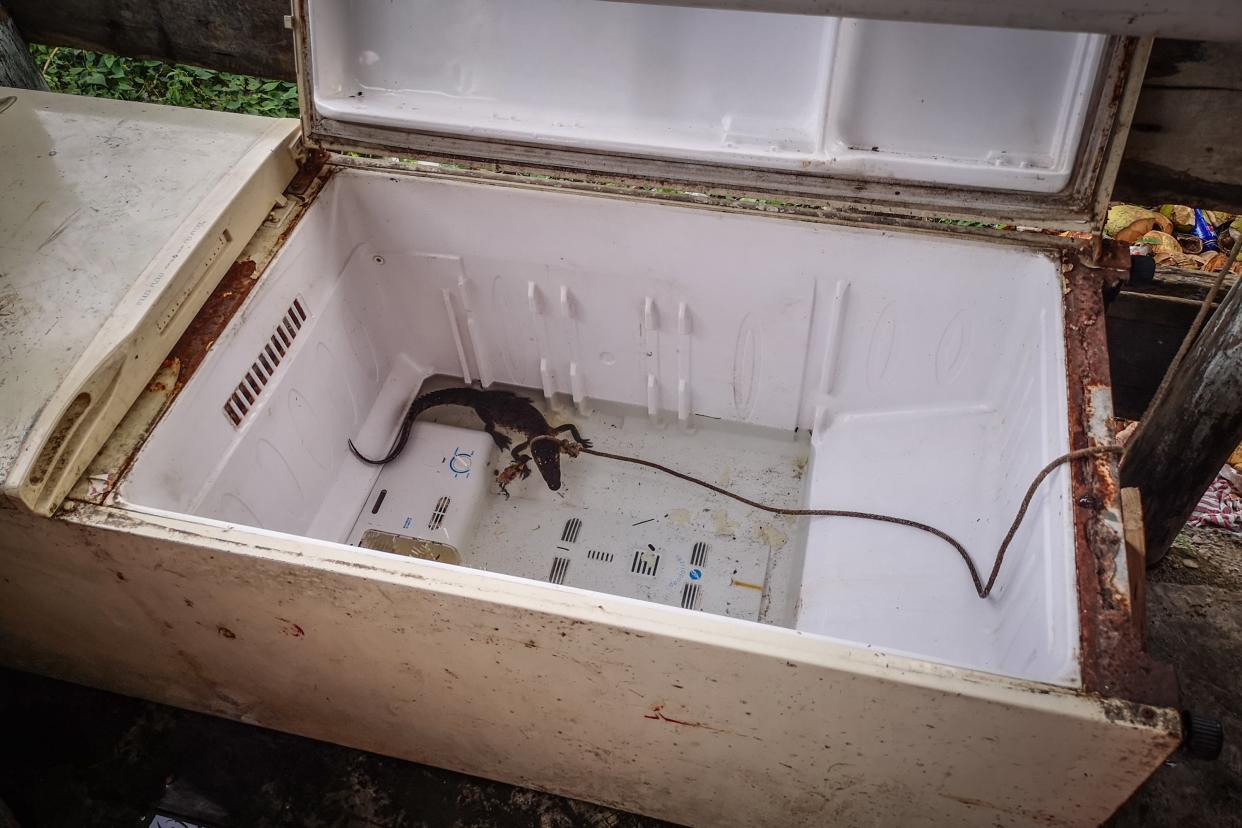 <p>A young crocodile caught in the wild is kept tethered in an old refrigerator at a roadside restaurant in Mexico</p> (Molly Ferrill )