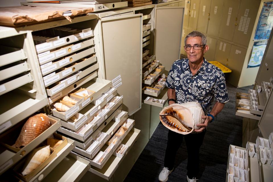 Jose H. Leal, Ph.D. Science Director & Curator of the Bailey-Matthews National Shell Museum & Aquarium stands for a portrait with some of the massive shell collection on Friday, Feb. 2, 2024. The museum sustained significant damage in Hurricane Ian and is in the process of rebuilding and reimagining the exhibits.