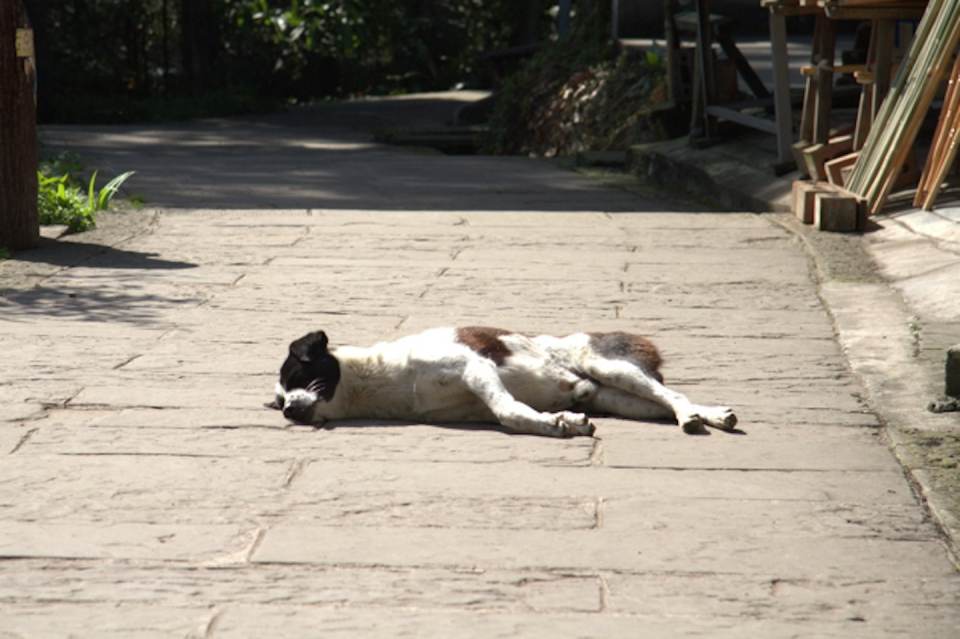 Chien féral dans un village chinois. Sara Hoummady, Fourni par l'auteur