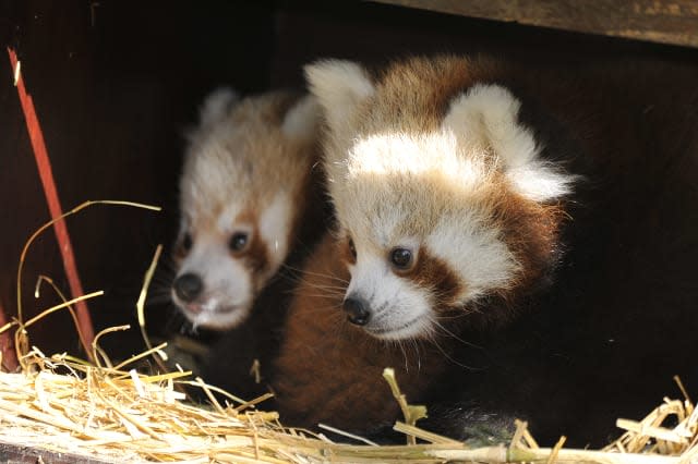 Whipsnade's red pandas emerge for the first time