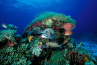 Harlequin Sweetlips in Coral Reef, Plectorhinchus chaetodonoides, Tubbataha Reef, South Atoll, Sulu Sea, Philippines