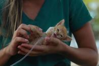<p>A kitten receives medical attention after being rescued in Brazil following the Brumadinho dam disaster on January 30, 2019.</p>