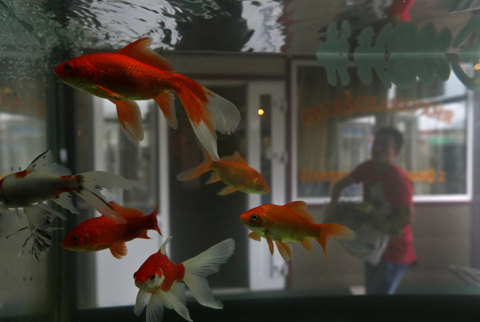 A Chinese worker walks past a fish tank at a chinese restaurant in the eastern Russian city of Vladivostok Wednesday, Sept. 5, 2012. Once a mysterious closed city during Soviet times, Vladivostok is ready to strut in the world spotlight as host of the Asia-Pacific Economic Cooperation summit. Russia has splashed $20 billion preparing for the summit in Vladivostok, its largest but long-neglected Pacific port, as part of a grand plan to become a bigger player on Asian markets. (AP Photo/Vincent Yu)