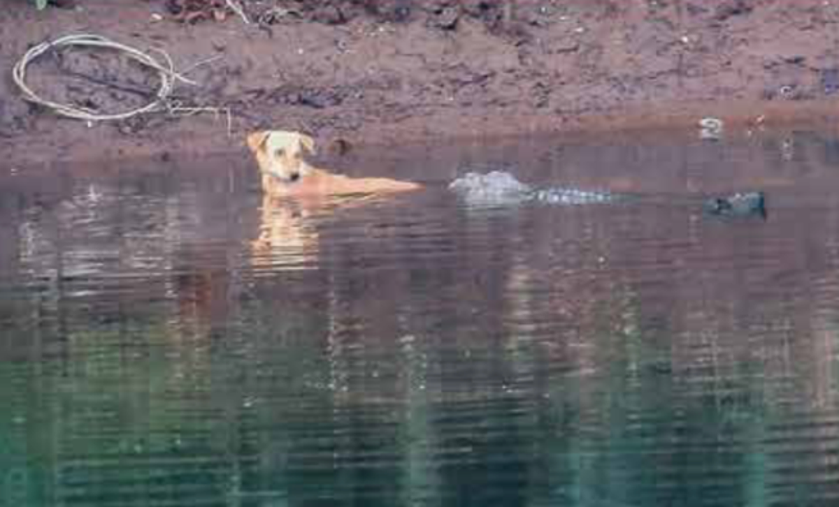 El cocodrilo asaltante empuja al perro callejero a un lugar seguro (Utkarsha Chavan/CBS)