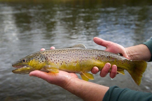 Brown trout could soon be targeted for removal in the Grand Canyon by paying anglers to catch and remove them.