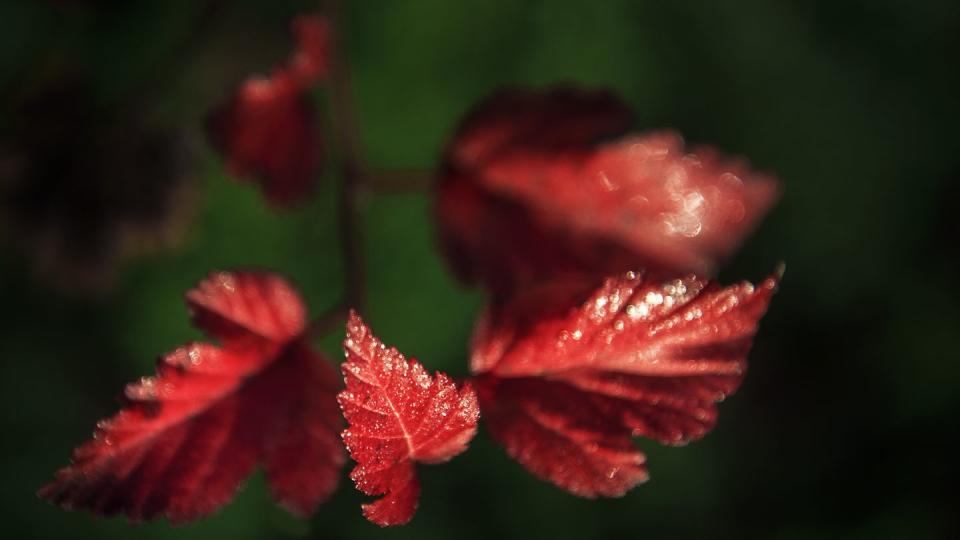 red ninebark leaves against deep green background