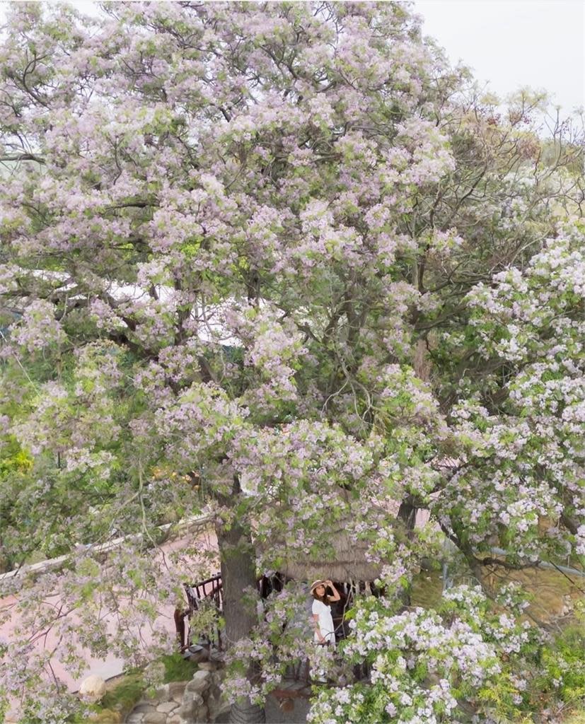 報春樹來了！　台中南屯、雲林莿桐苦楝花秘境曝光