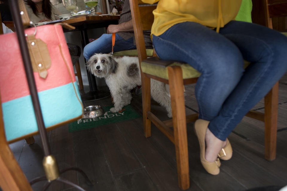 Kleo, the dog, gets her own water bowl and welcome mat as she stands next to her owners among patrons at La Buena Tierra restaurant in Mexico City. The restaurant is one of several that advertise themselves as pet friendly and offer a specialty menu just for dogs. (AP Photo/Rebecca Blackwell)