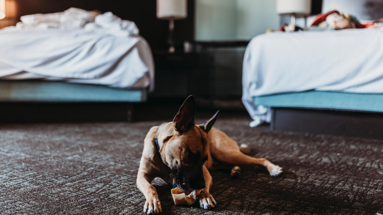  Dog with bone in twin-bed hotel room. 