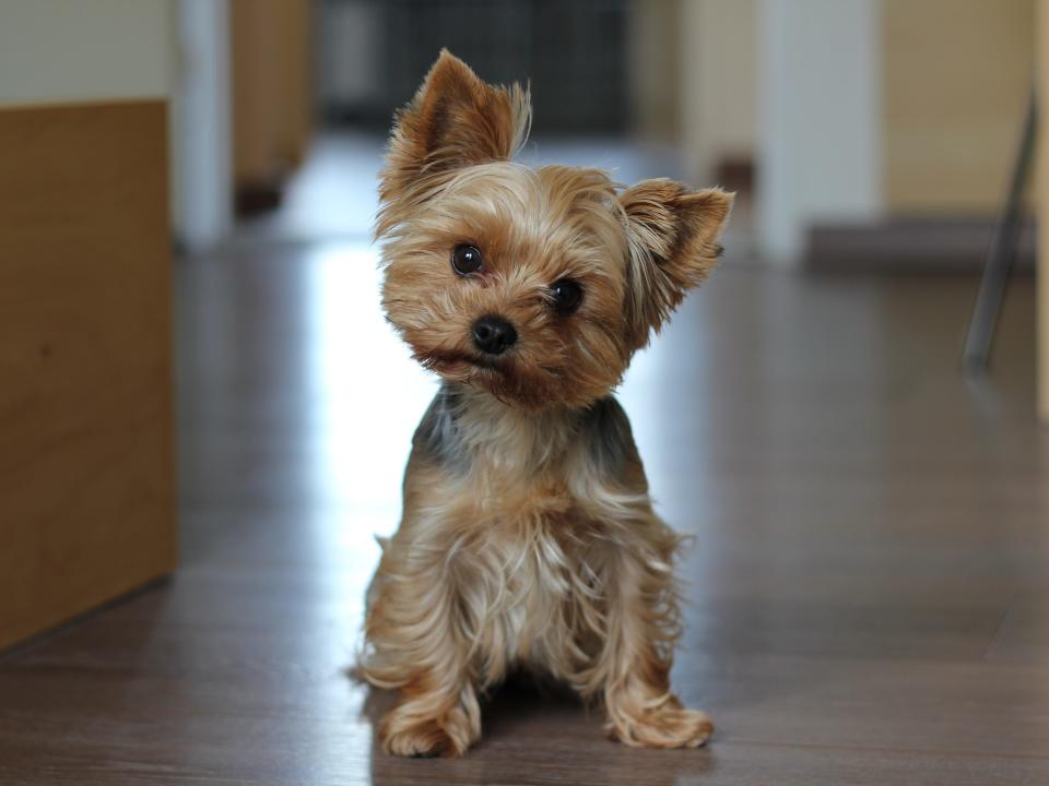 confused dog yorkie Yorkshire terrier