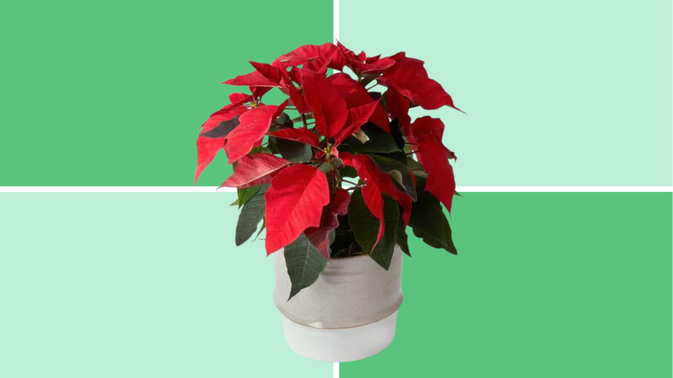 Poinsettias are mildly toxic&nbsp;to dogs. However, the dangers of these plants&nbsp;rarely&nbsp;lead to fatal or serious outcomes.