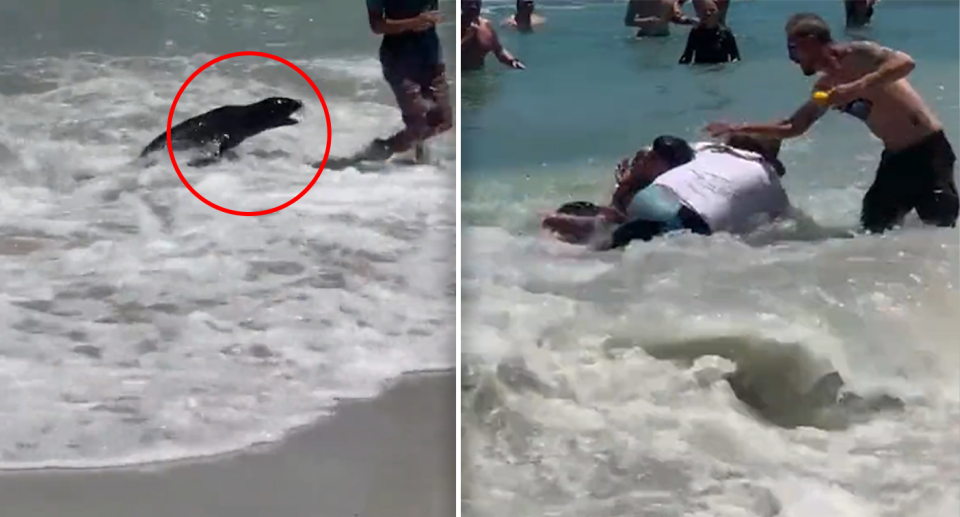 Left - A red circle around a seal attacking a boy. Right - A group of men jumping at the seal in the ocean.