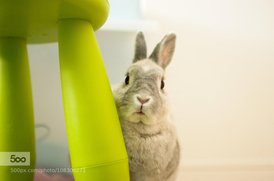 My oldest rabbit is eleven years old now. The green chair is her favorite. Copyright Â© Lapin _faon All Rights Reserved.