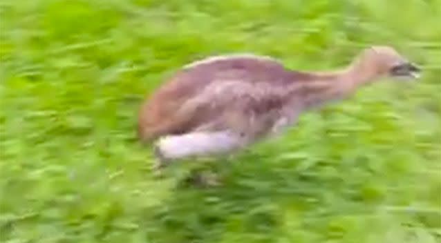 Wee Wee the cassowary can be seen in the footage running playfully, darting around a grassy area before collapsing in an exhausted heap. Source: YouTube/ Kuranda Rainforest Journeys.