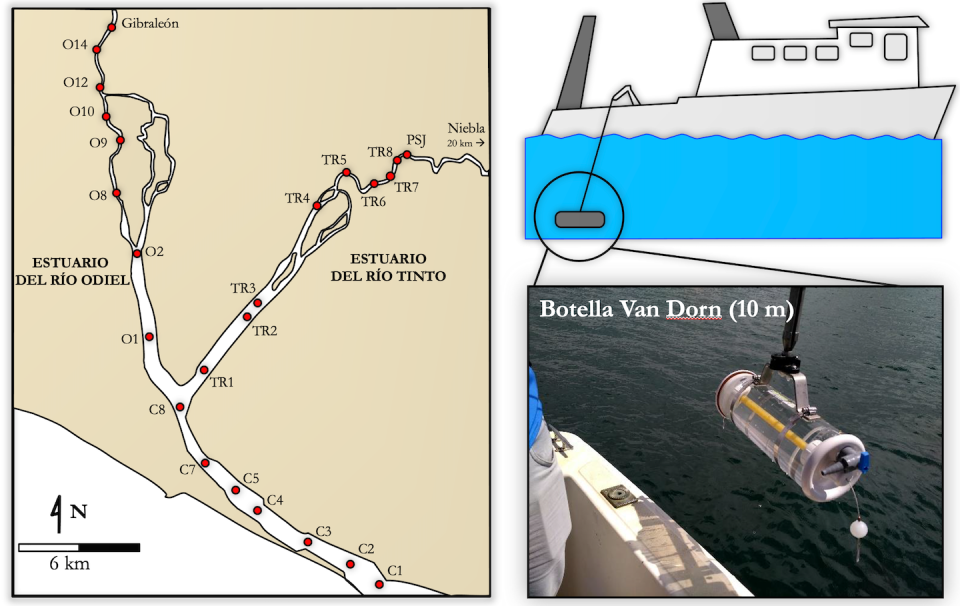 Localización de los puntos de muestreo en la ría de Huelva: O se refiere a los puntos en el estuario del río Odiel, TR a los puntos en el estuario del río Tinto y C a los puntos en el canal común, que se dirige al océano Atlántico. Author provided