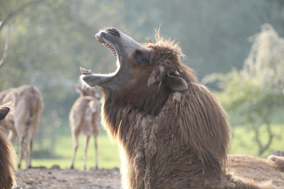 Wildlife photography using animal detection autofocus of the Fujifilm X-T50