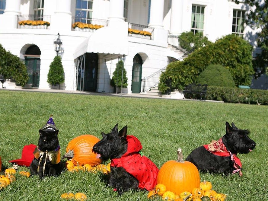 George W. Bush's pets dressed up for Halloween in front of the White House in 2007