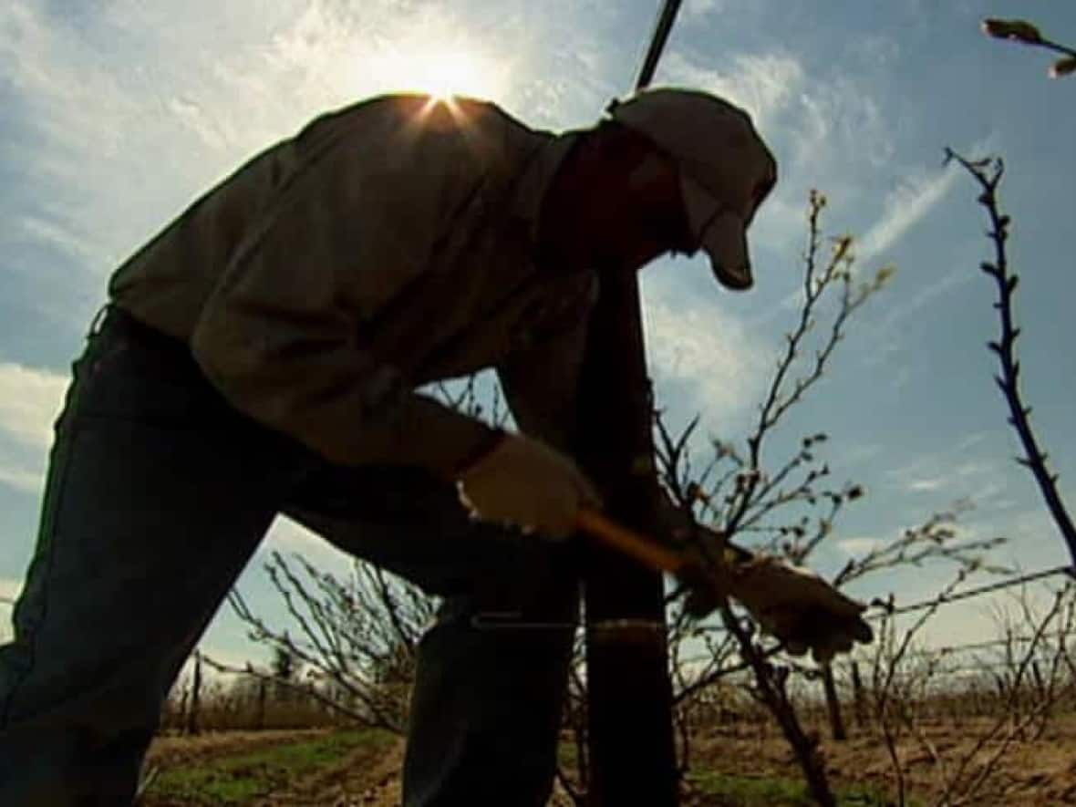 Dozens of migrant farm workers' rights were examined in an Ontario tribunal's work into a complaint stemming from a 2013 incident involving the pursuit of a suspected rapist. (CBC - image credit)