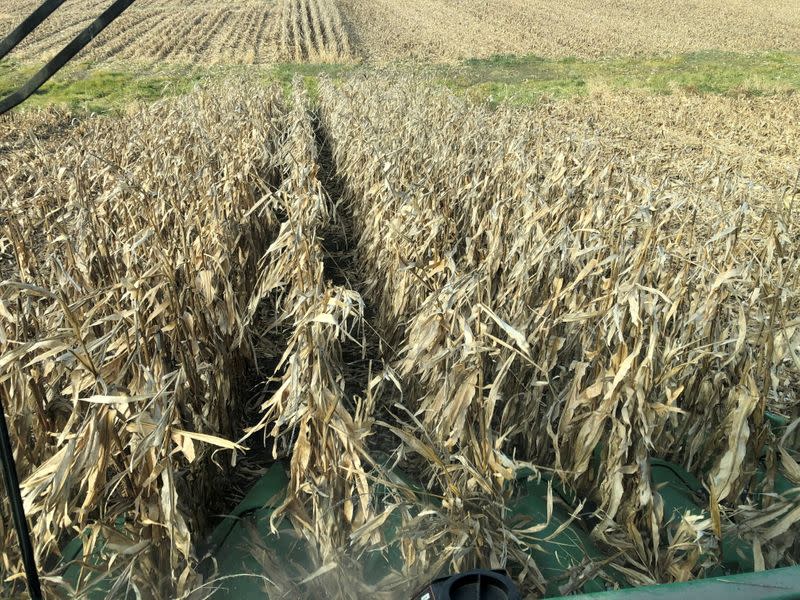 FILE PHOTO: Corn crops are seen being harvested from inside a farmer's combine in Eldon, Iowa
