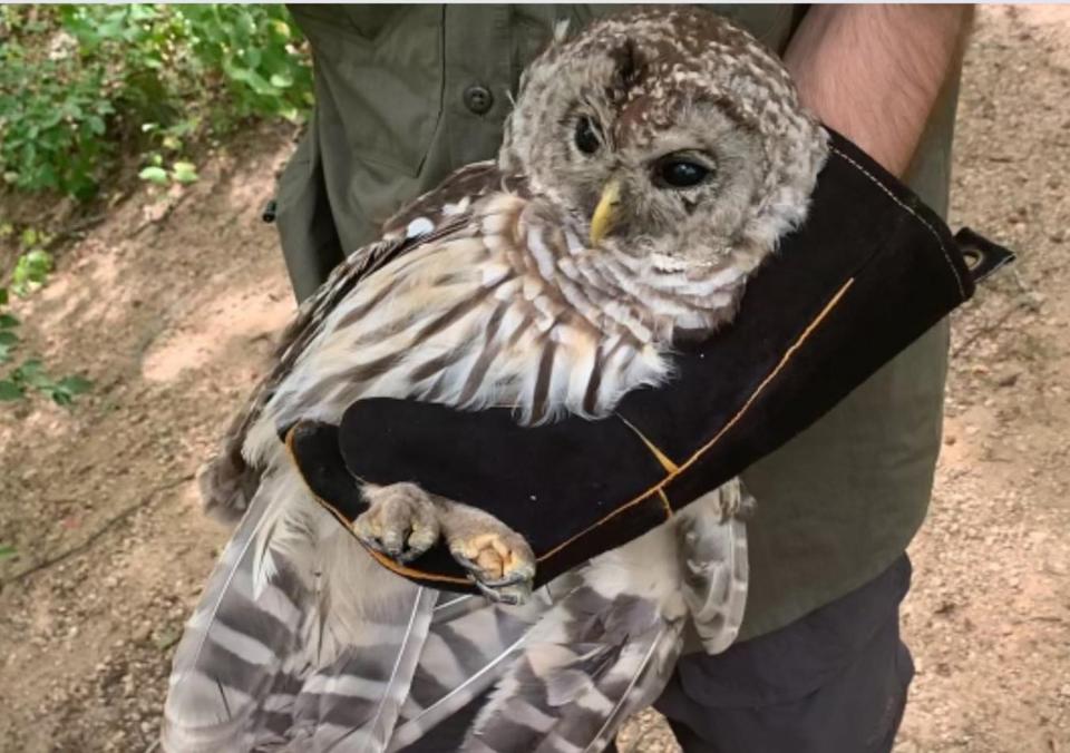 This barred owl had become entangled in fishing line and was rescued Monday in the village of Bradford, which spans portions of Westerly and Hopkinton.