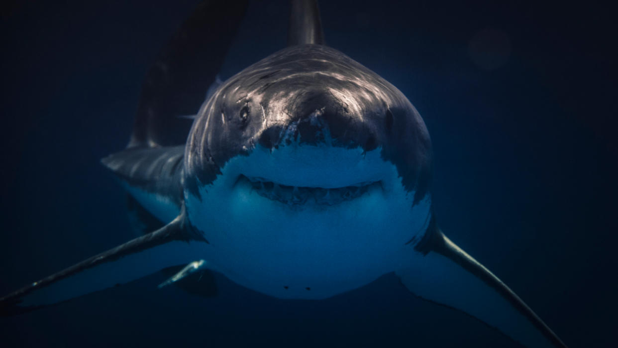  A Great White shark smiles at it approaches the camera amidst dark waters. 