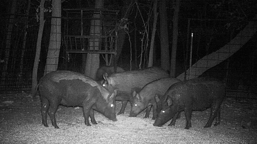 A night vision photo of a group of hogs that were lured into a giant trap with a pile of feed.