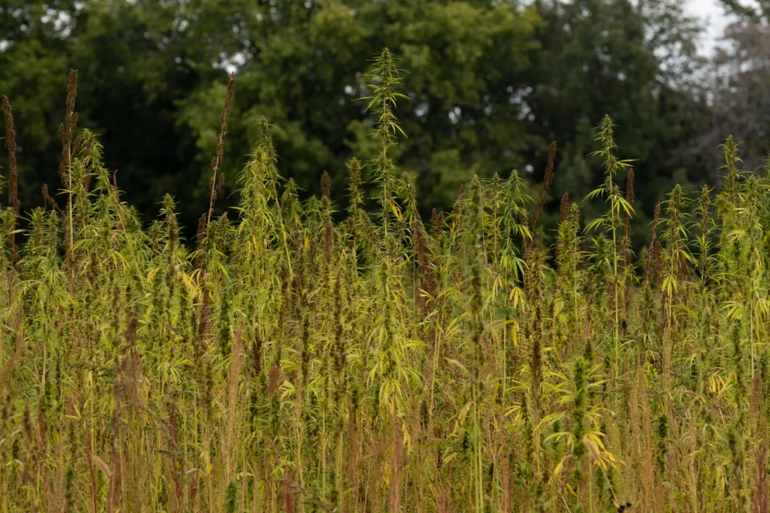 field of hemp that's used to process into hempcrete projects