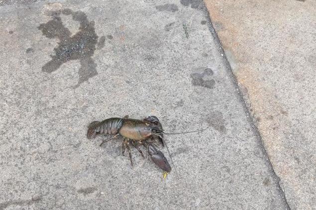 The crustacean was spotted walking down a street in Lewisham: Jonnydonmar