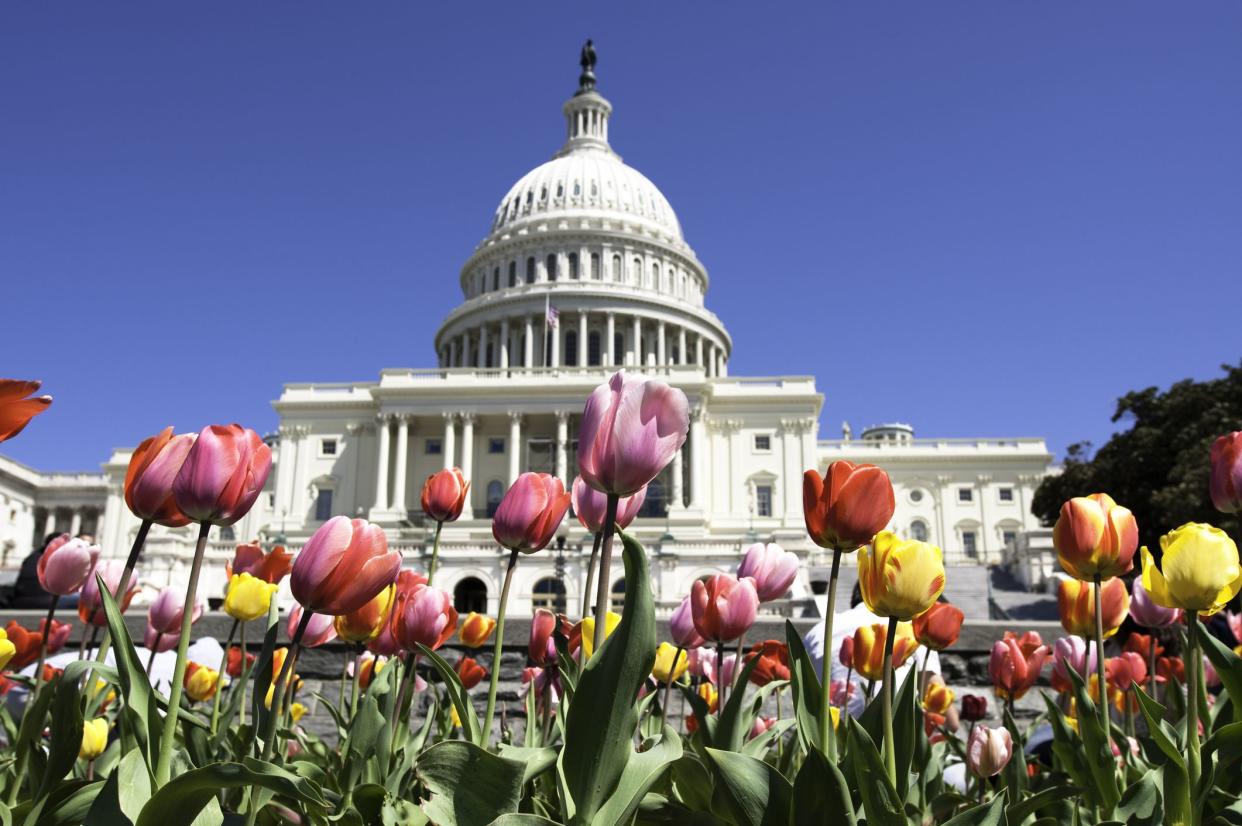 Tulips in front of the US Capitol building