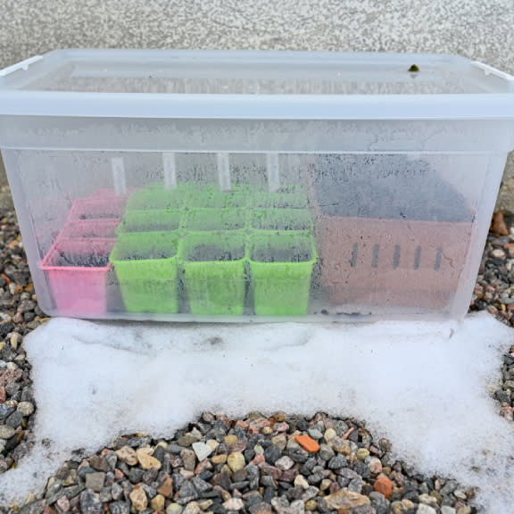  Seedlings growing inside a clear plastic tote greenhouse in the snow. 