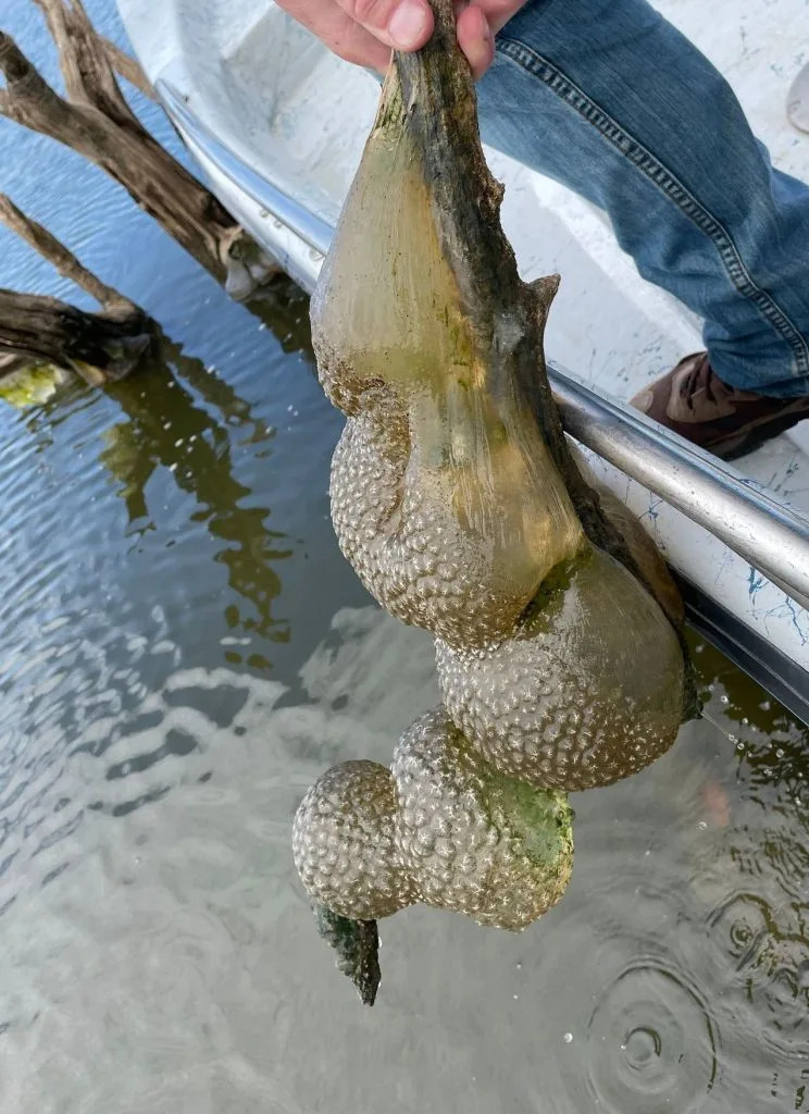A colony of the bizarro slimeballs was spotted in an Oklahoma reservoir. Oklahoma Department of Wildlife Conservation