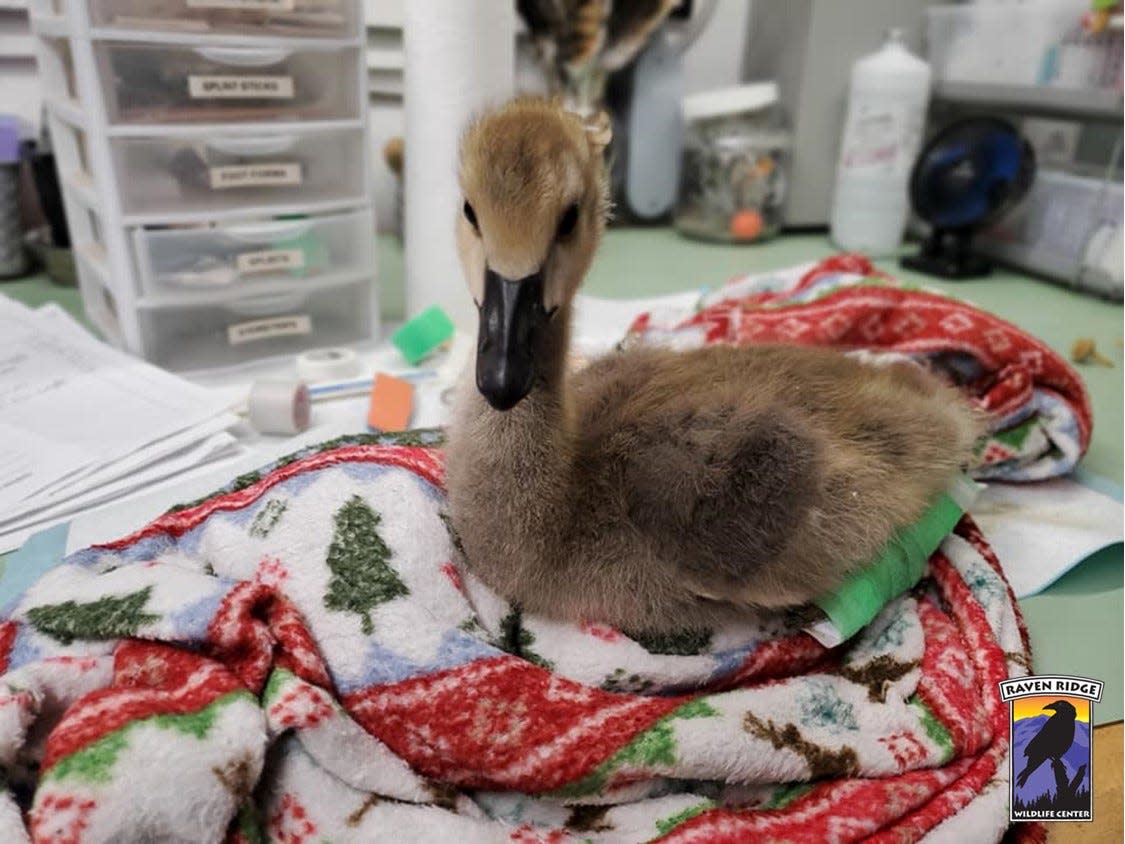 Only one gosling has survived after a vehicle struck an entire family of Canada geese Friday evening on East Market Street in Springettsbury Township. Two adults and five goslings died at the scene. Another baby succumbed to its injuries over the weekend at Raven Ridge Wildlife Center.