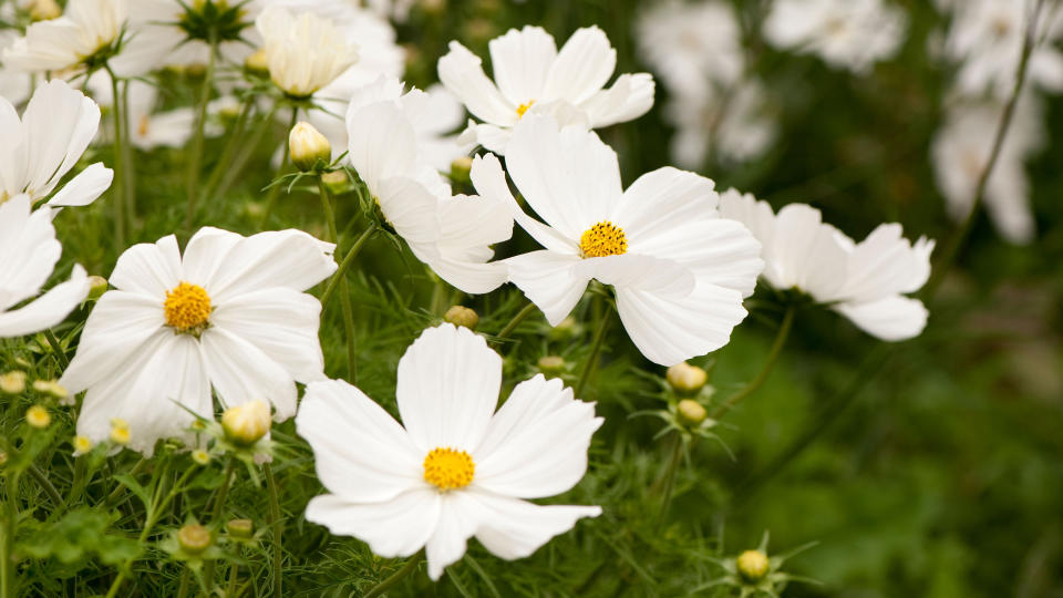 White flowers: 12 elegant choices for beautiful borders and pots
