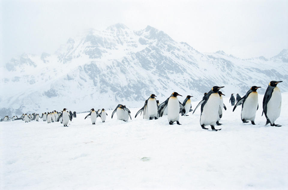 科學家表示，致命的禽流感病毒H5N1已證實首度入侵南極洲大陸，恐對當地為數眾多的企鵝族群造成潛在風險。（示意圖／Getty Images）