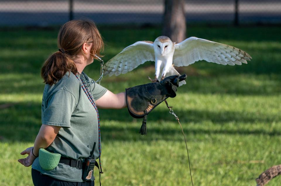 Abi Reynolds trains Viho, a barn owl at the new Busch Wildlife Sanctuary in Jupiter, Florida on December 19, 2023.