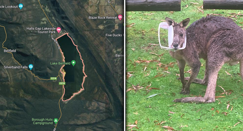 Left - A map of Lake Bellfield where the kangaroo was found. Right - the kangaroo with the bin lid around it's neck.