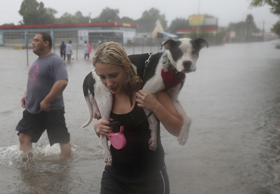 <p>Naomi Coto carries Simba on her shoulders as they evacuate their home after the area was inundated with flooding from Hurricane Harvey on Aug. 27, 2017 in Houston, Texas. (Photo: Joe Raedle/Getty Images) </p>