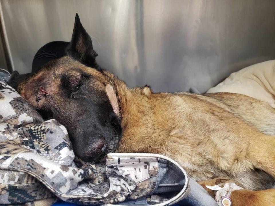 Eva, the 2 1/2-year-old Belgian Malinois, was badly wounded fighting with a mountain lion that had just attacked her owner Erin Wilson as the pair were out for an afternoon stroll along the Trinity River on Monday. Eva is in stable condition but still at the emergency vet.