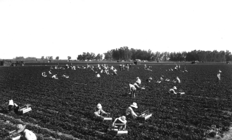 Japanese workers pick strawberries on an Imperial Valley farm.