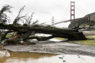 A fallen tree that was knocked down by recent severe weather lies in the Horseshoe Bay parking lot in front of the Golden Gate Bridge in Sausalito, Calif., Thursday, Feb. 14, 2019. Waves of heavy rain pounded California on Thursday, filling normally dry creeks and rivers with muddy torrents, flooding roadways and forcing residents to flee their homes in communities scorched by wildfires. (AP Photo/Michael Short)