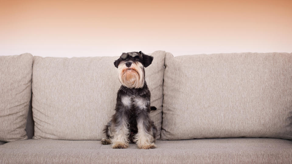 Mini schnauzer on sofa alone